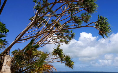 Enhanced Acute Febrile Illness surveillance in Fiji